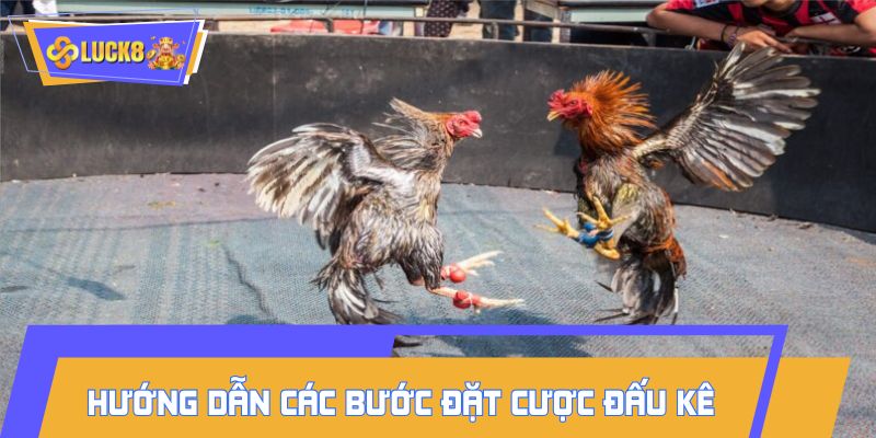 Hướng dẫn người mới các bước đặt cược đấu kê dễ hiểu