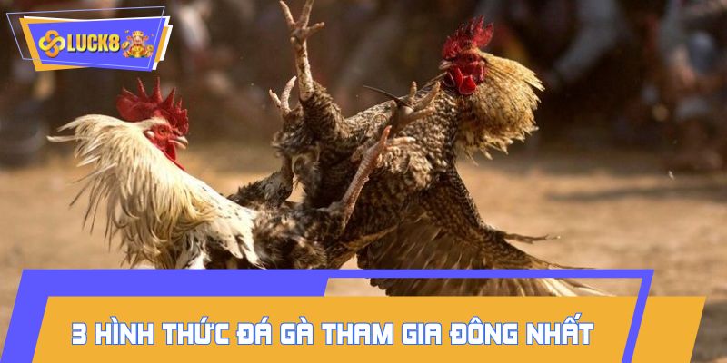 Top 3 hình thức đá gà LUCK8 có lượt tham gia đông nhất