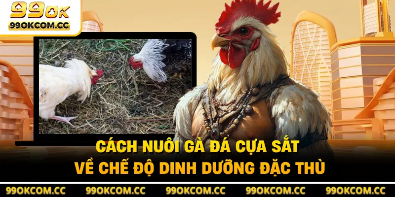 Cách nuôi gà đá cựa sắt về chế độ dinh dưỡng đặc thù