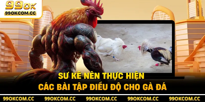 Sư kê nên thực hiện các bài tập điều độ cho gà đá